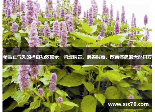 藿香正气丸的神奇功效揭示：调理脾胃、消暑解毒、改善体质的天然良方