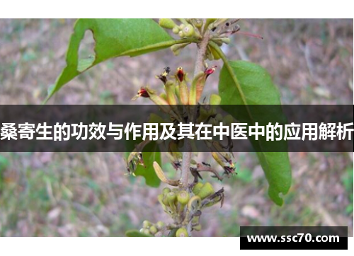桑寄生的功效与作用及其在中医中的应用解析