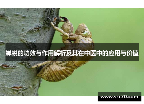 蝉蜕的功效与作用解析及其在中医中的应用与价值
